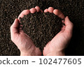 Hands taking a handful of fanning or broken loose leaf black tea and examining it in detail. Close 102477605