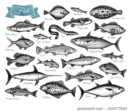 Fish big collection. 102477694