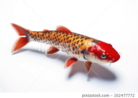 Image of beautiful koi fish on white background. Pet. Animals. Illustration, generative AI. 102477772