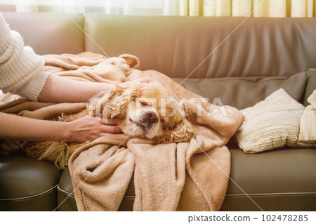 Female hand strokes an American Cocker Spaniel lying on the sofa. Female hand strokes an American Cocker Spaniel lying on the sofa. 102478285