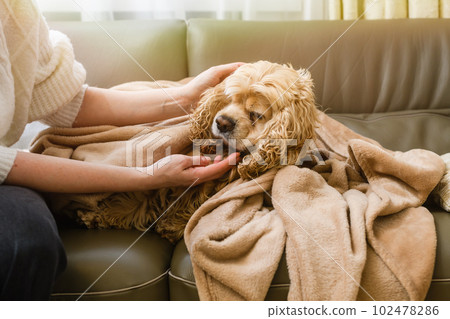 Female hand strokes an American Cocker Spaniel lying on the sofa. Female hand strokes an American Cocker Spaniel lying on the sofa. 102478286