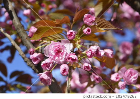 Japanese flowering cherry Kanzan 102479262