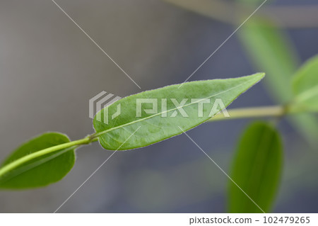 Henrys honeysuckle 102479265