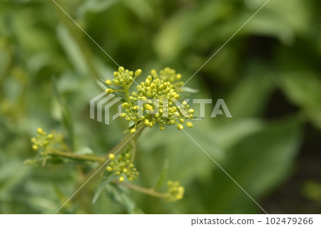 Turkish rocket 102479266