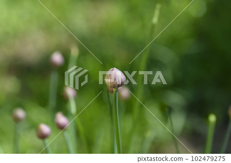 Chives flower 102479275