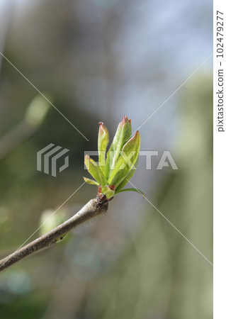 Common medlar 102479277
