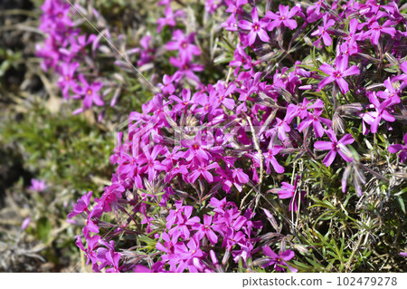 Creeping Phlox Atropurpurea Creeping Phlox Atropurpurea 102479278