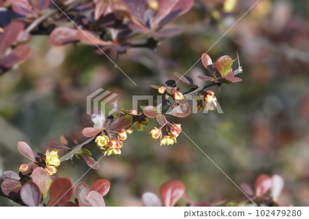 Purple Japanese barberry Purple Japanese barberry 102479280