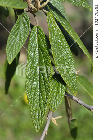Wrinkled viburnum 102479281