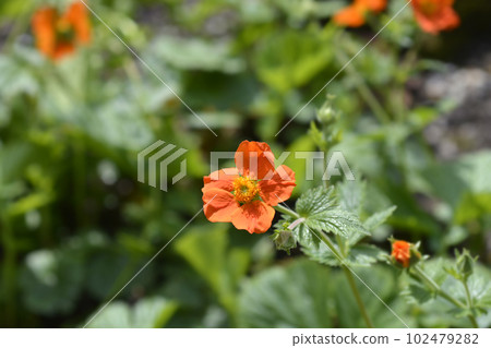 Orange avens 102479282