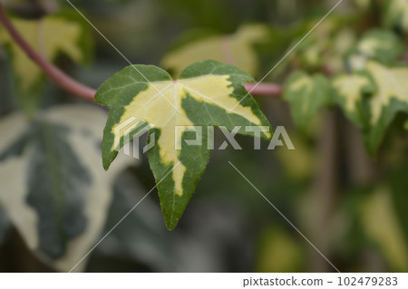 English Ivy Goldheart 102479283
