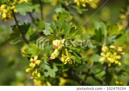 Golden currant 102479284