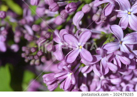 Pink lilac 102479285