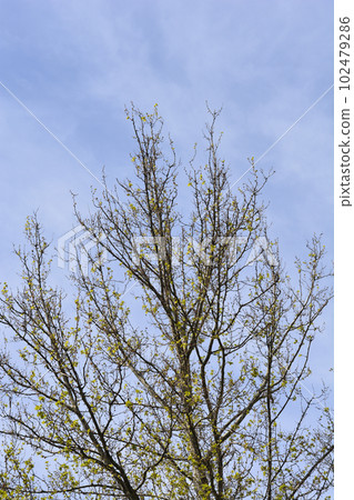 London plane 102479286