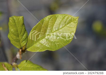 Magnolia Genie Magnolia Genie 102479288
