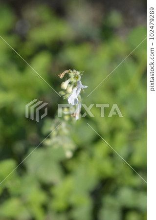 Catmint Snowflake Catmint Snowflake 102479289
