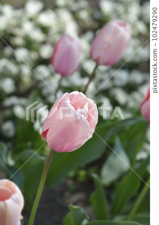 Tulip Salmon Impresion Tulip Salmon Impresion 102479290