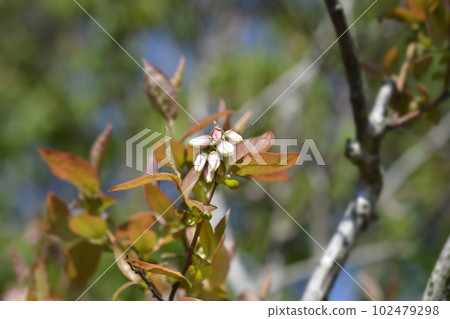 Blueberry Brigitta Blue Blueberry Brigitta Blue 102479298