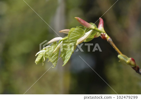 Small-leaved lime Small-leaved lime 102479299
