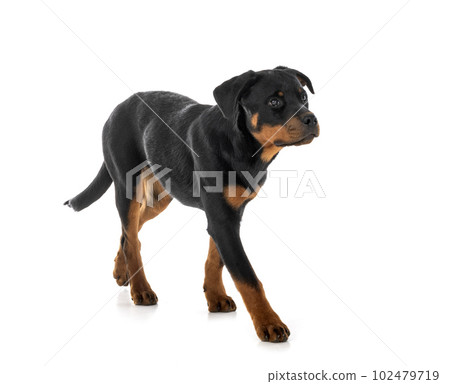 puppy rottweiler in studio 102479719