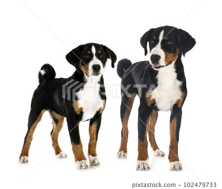 puppies Appenzeller Sennenhund 102479733