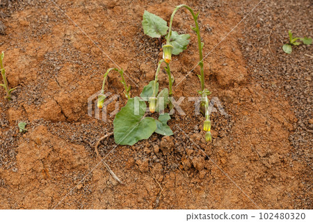 Tussilago farfara, commonly known as coltsfoot. Unopened flower Tussilago farfara, commonly known as coltsfoot. Unopened flower 102480320