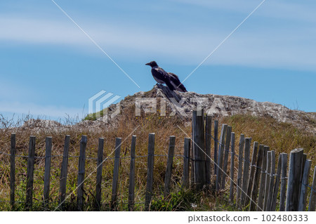 Two large crows are sitting on a stone on a sunny day. Two black birds. Black bird on gray rock 102480333