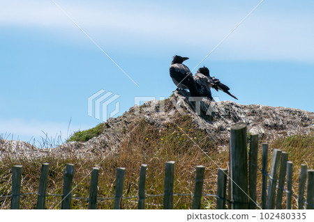 Two large crows are sitting on a stone on a sunny day. Two black birds. Black bird, gray rock Two large crows are sitting on a stone on a sunny day. Two black birds. Black bird, gray rock 102480335