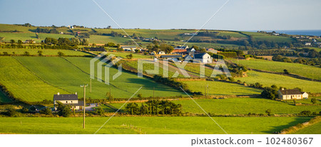 Green farm fields in the south of Ireland on a summer evening. Agricultural Irish landscape. Pastures for livestock, house on green field. 102480367