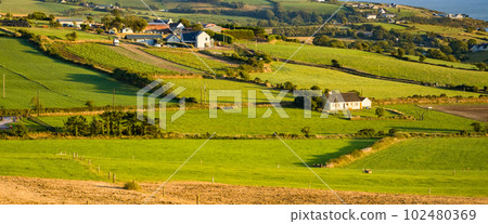 Green farm fields in the south of Ireland on a summer evening. Agricultural Irish landscape. Pastures for livestock, house on field. 102480369