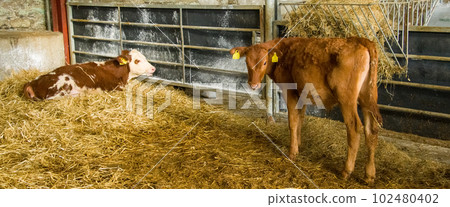 Two cute little calves in a cattle pen on a farm. Calves on straw. 102480402