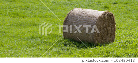 One roll of pressed hay on a field of green grass. 102480418