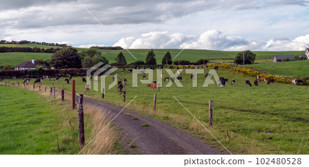 A narrow country road between farm fields in Ireland in summer. A herd of cows grazing on a green farm pasture. Rustic landscape, cloudy sky. cows on grass field 102480528