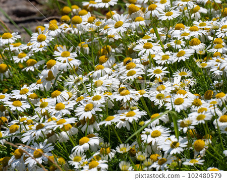 Lots of white chamomile flowers. Beautiful wildflowers with white petals, nature. Chamomile or camomile is the common name for several daisy-like plants of the family Asteraceae. White flowers 102480579