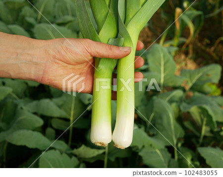 Leek farm close-up bio leaf hand detail farmer green field leke crops white, farming garden leaves organic Allium ampeloprasum var porrum fresh lek stem growing stalk ripe plantation vegetable Europe Leek farm close-up bio leaf hand detail farmer green field leke crops white, farming garden leaves organic Allium ampeloprasum var porrum fresh lek stem growing stalk ripe plantation vegetable Europe 102483055