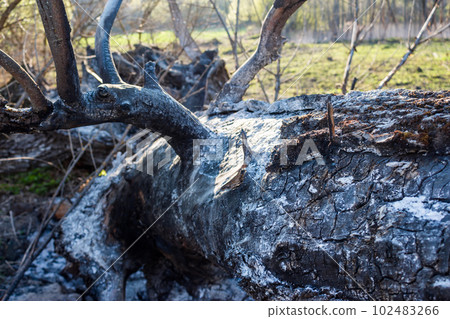 Burnt and charred fallen old big tree after a fire 102483266