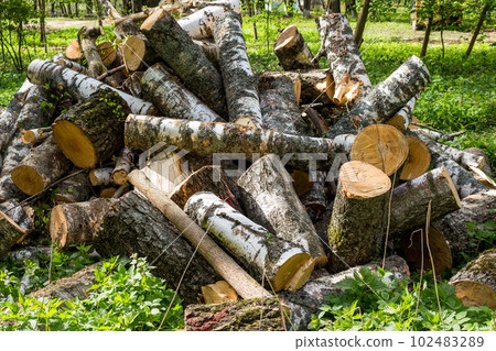 A pile of logs from sawn birches 102483289