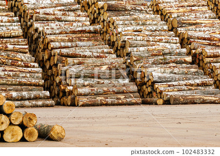 Big and tall stacks of birch logs, timber storage for export, for plywood industry, stacked logs Big and tall stacks of birch logs, timber storage for export, for plywood industry, stacked logs 102483332