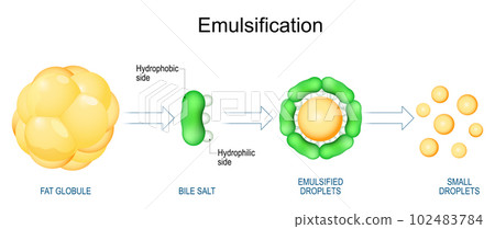Emulsification of Fats. Lipids digestion 102483784