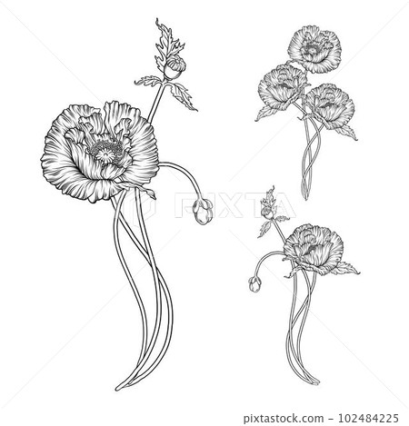 Graphic vector flower composition. Flowers of poppies. Graphic vector flower composition. Flowers of poppies. 102484225