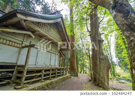 禦岳神社禮拜堂雪松樹齡 800 年 禦岳神社禮拜堂雪松樹齡 800 年 102484247