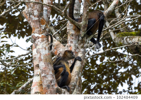 在哥斯達黎加雨林拍攝的蜘蛛猴 102484409