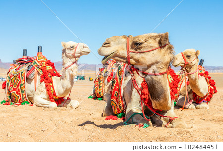 Harnessed riding camels resting in the desrt, Al Ula, Saudi Arabia 102484451