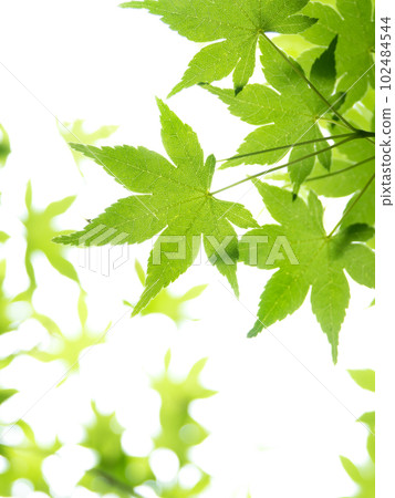 Fresh green maple leaves 102484544