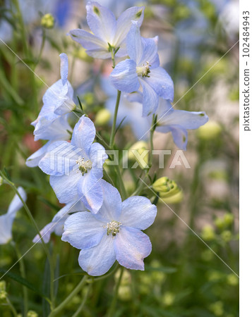 Delphinium Delphinium 102484943