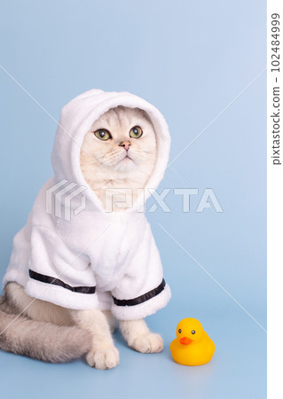 A cute white cat is sitting in a white bathrobe with a hood 102484999
