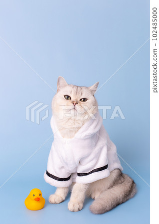 white cat is sitting in a white bathrobe, on a blue background 102485000