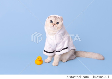 Cute white cat is sitting in a white bathrobe with a hood, on a blue background Cute white cat is sitting in a white bathrobe with a hood, on a blue background 102485001