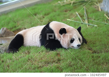 Yohama taking a relaxing break 102485497