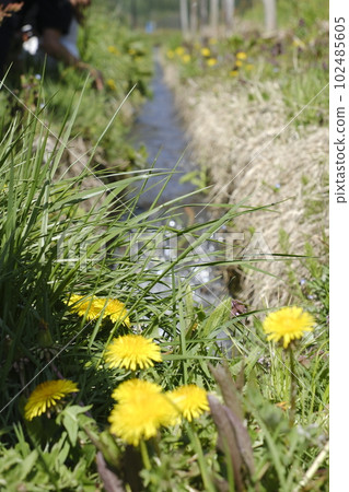 Dandelion and waterway on a sunny spring day 102485605